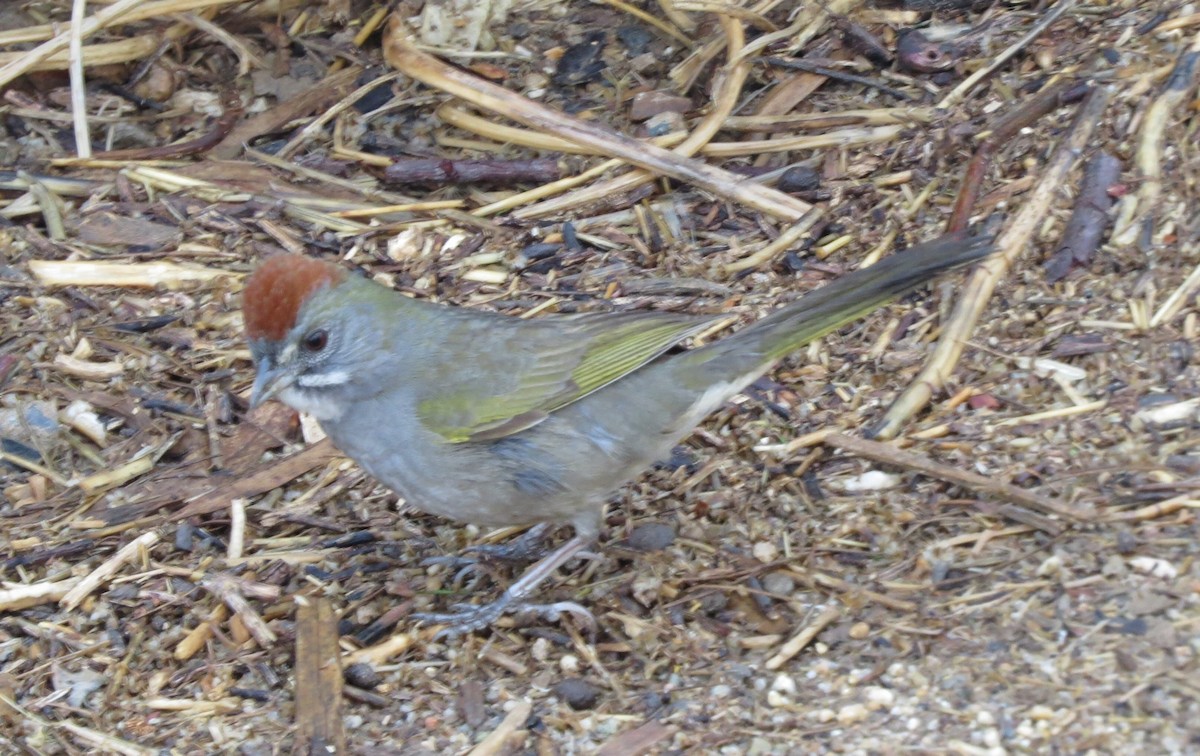 Green-tailed Towhee - ML81417201