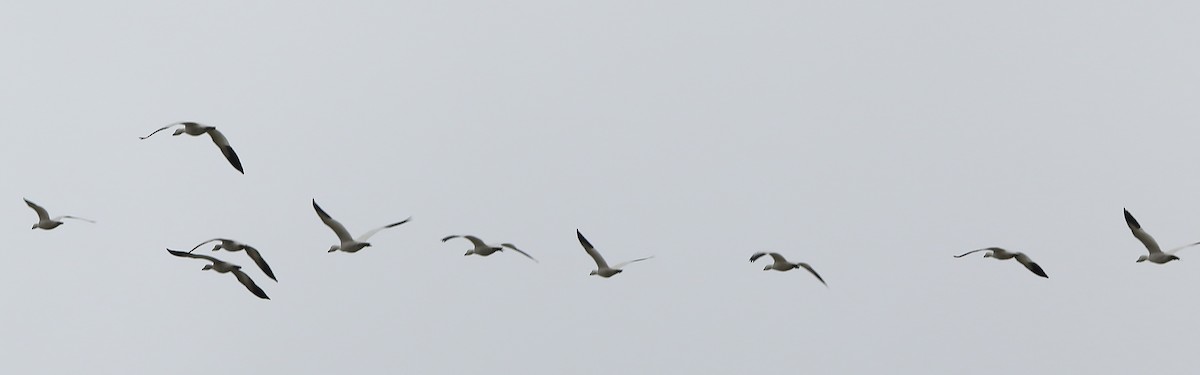 Snow Goose - ML81417571