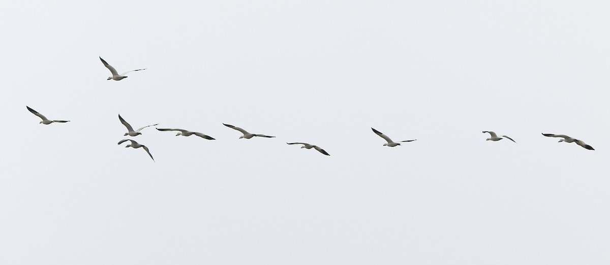 Snow Goose - ML81417601