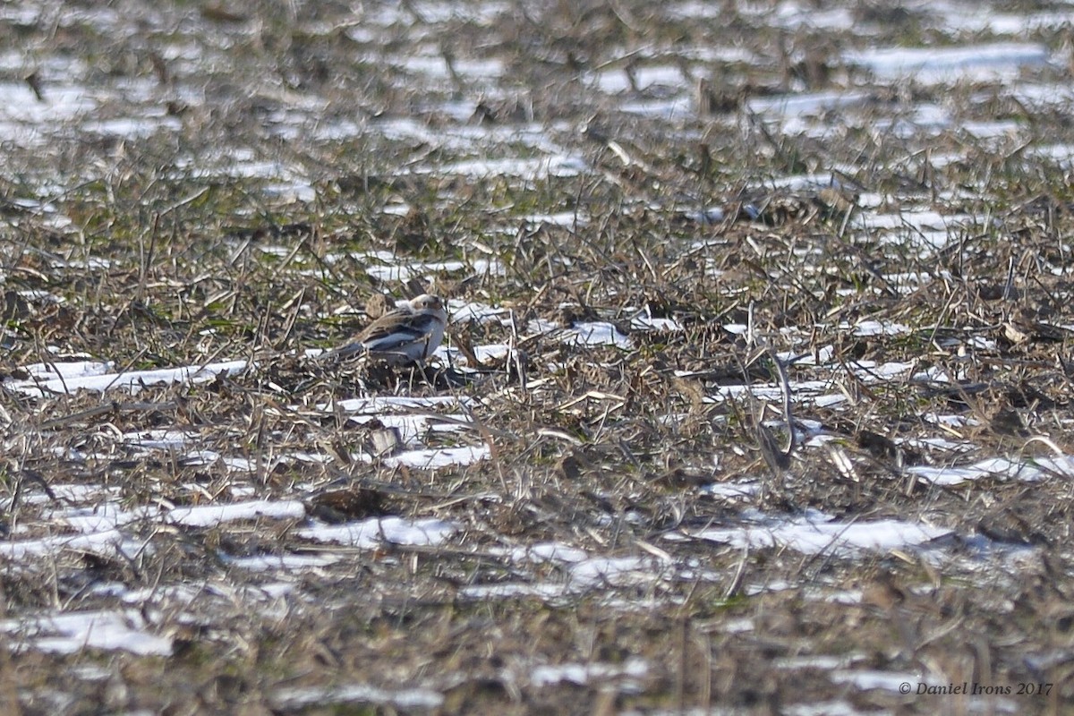 Snow Bunting - ML81417731