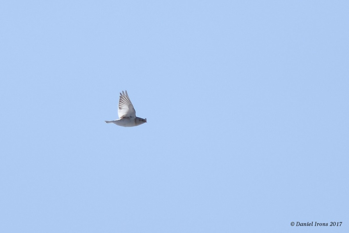 Snow Bunting - ML81417761