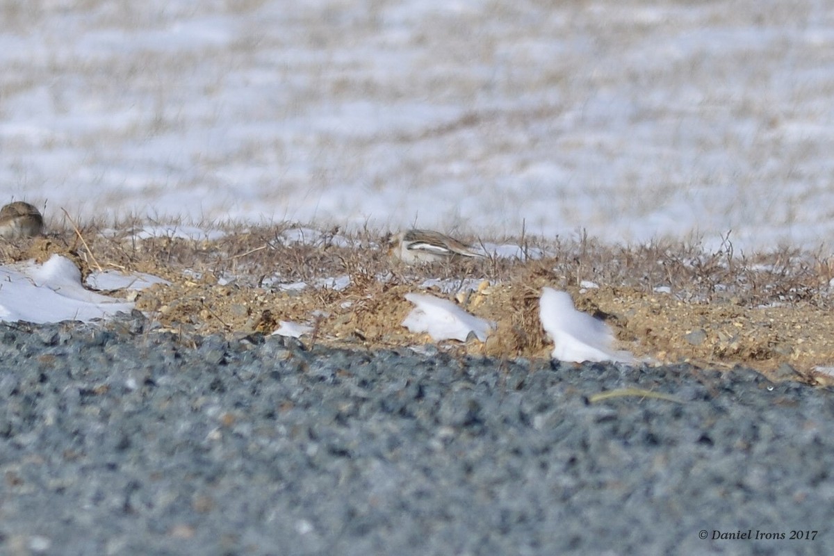 Snow Bunting - ML81417801