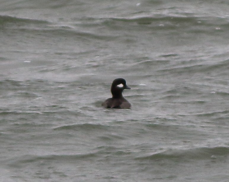 Bufflehead - ML81417901