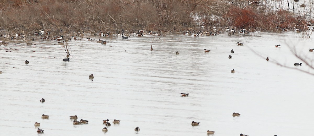 Northern Shoveler - ML81417971