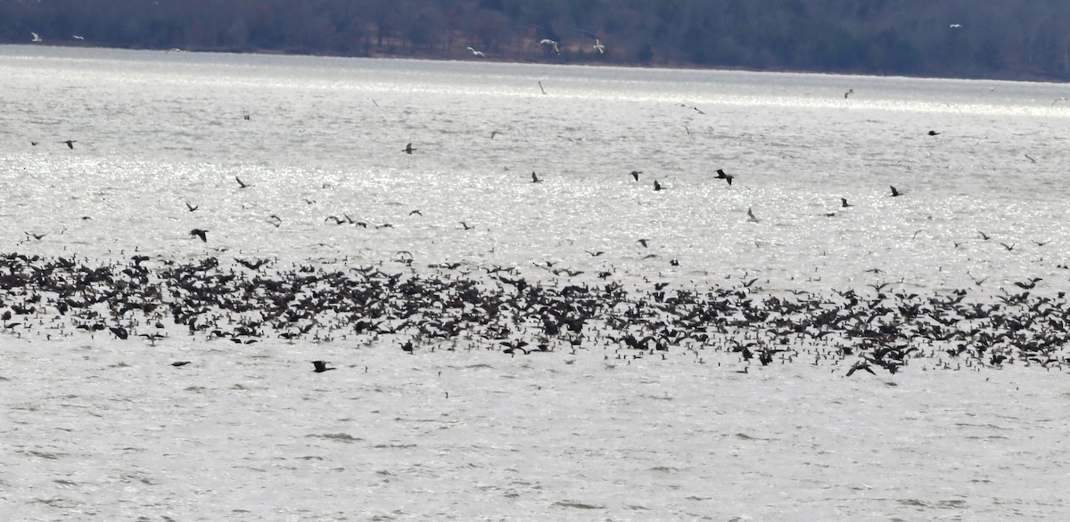 Double-crested Cormorant - ML81418061