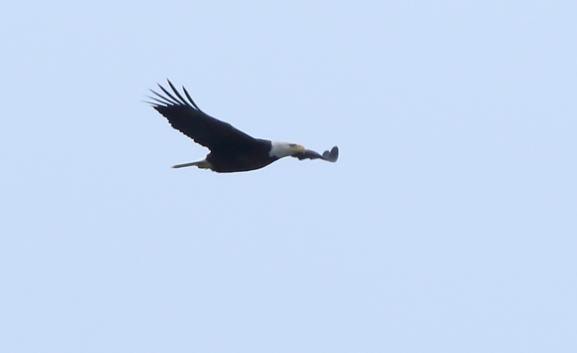 Bald Eagle - ML81418111