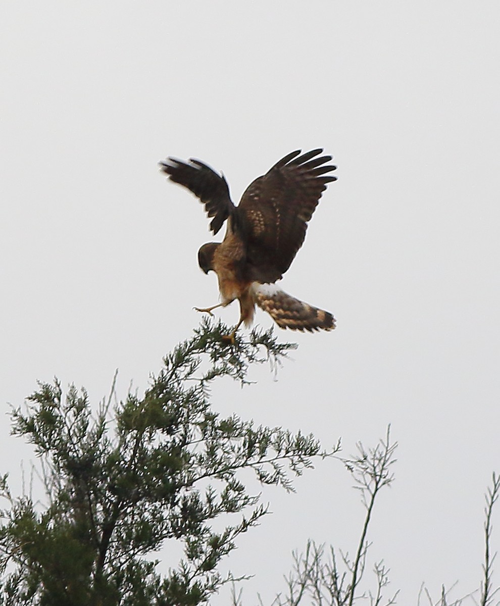 Northern Harrier - ML81418161