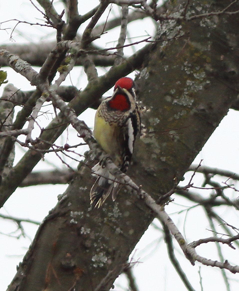 Yellow-bellied Sapsucker - ML81418401