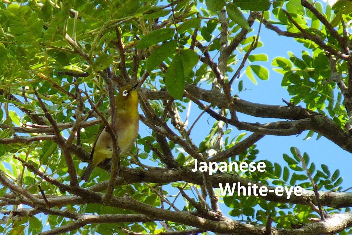Japanbrillenvogel - ML81418411