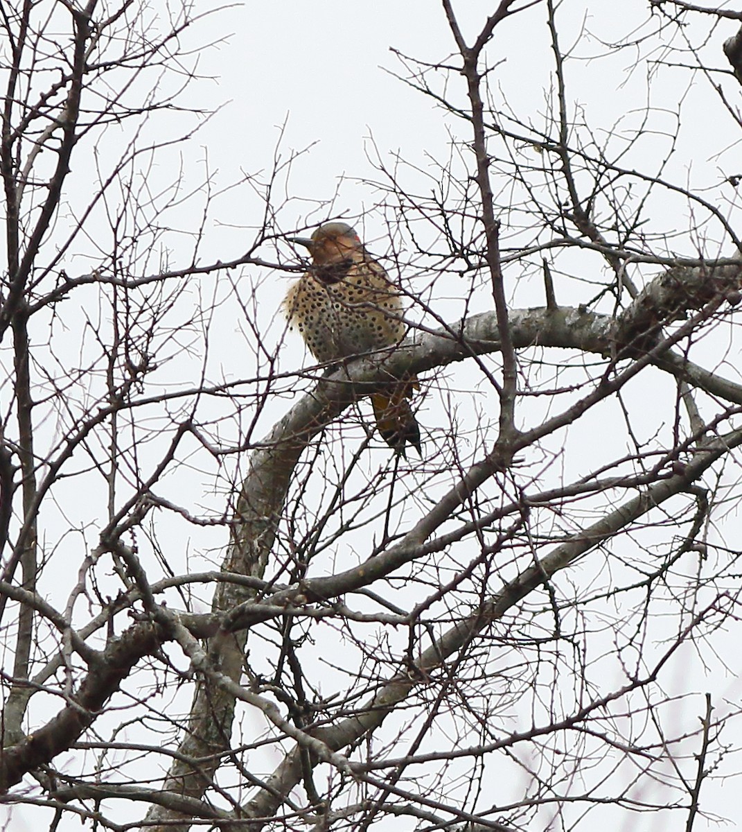 Northern Flicker (Yellow-shafted) - ML81418551