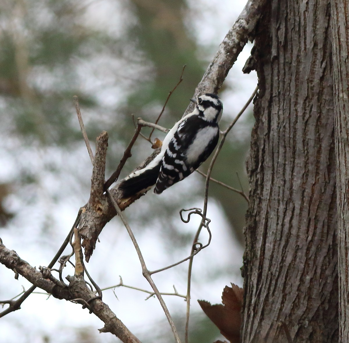 Downy Woodpecker - ML81418561