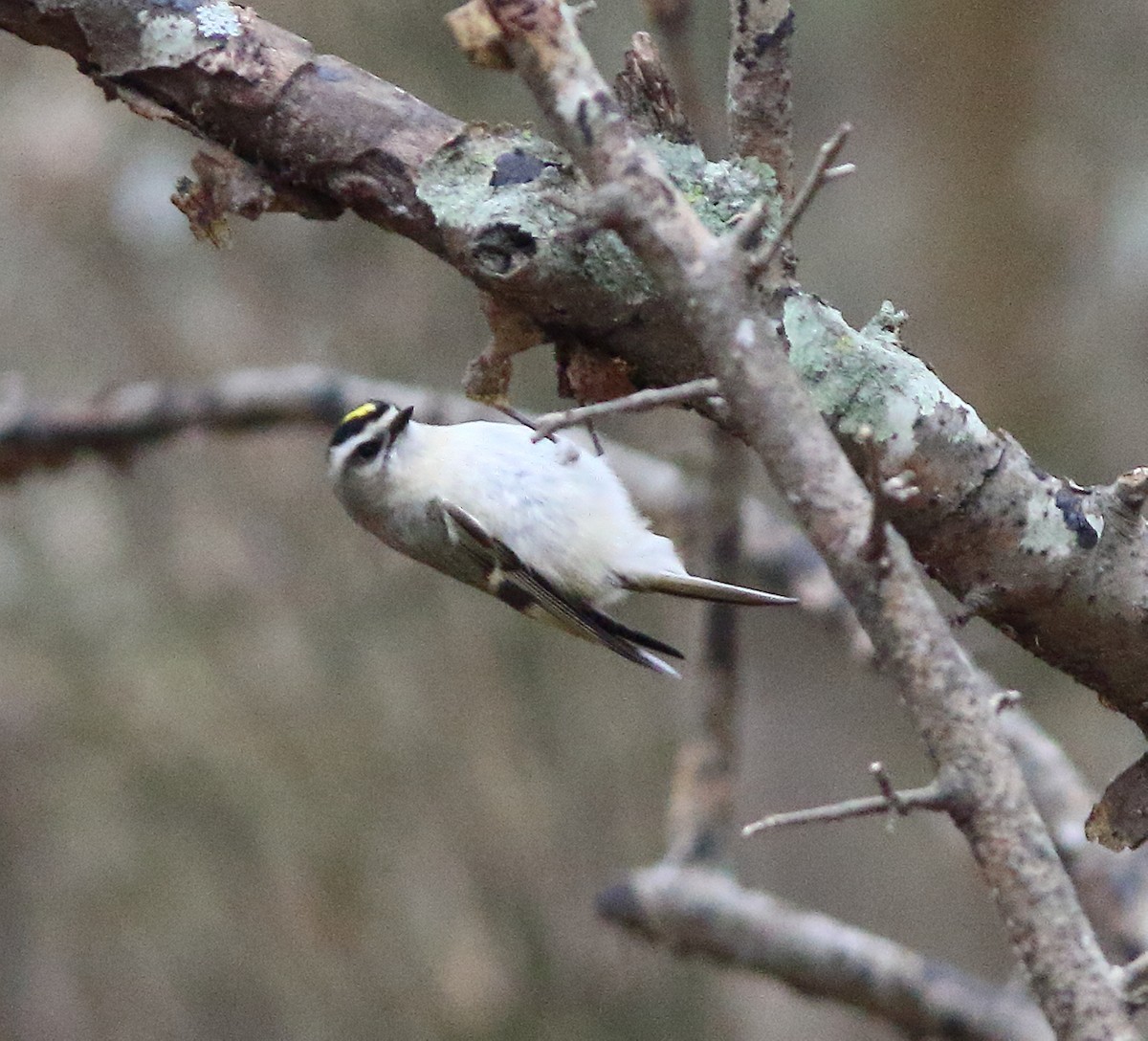 Golden-crowned Kinglet - Patricia Isaacson