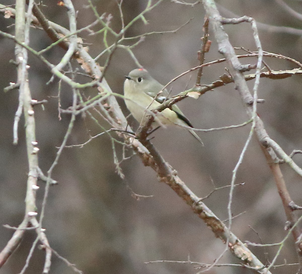 Ruby-crowned Kinglet - ML81418771