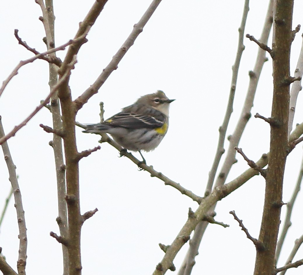 Yellow-rumped Warbler (Myrtle) - ML81418881