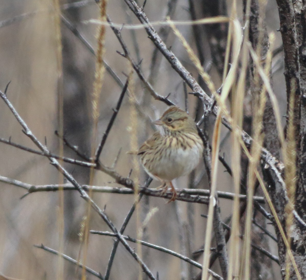 Lincoln's Sparrow - ML81419041