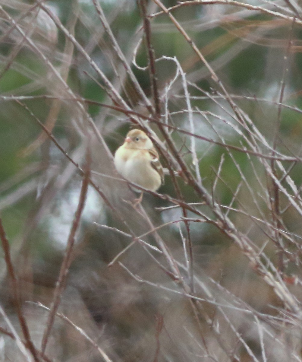 Field Sparrow - ML81419051