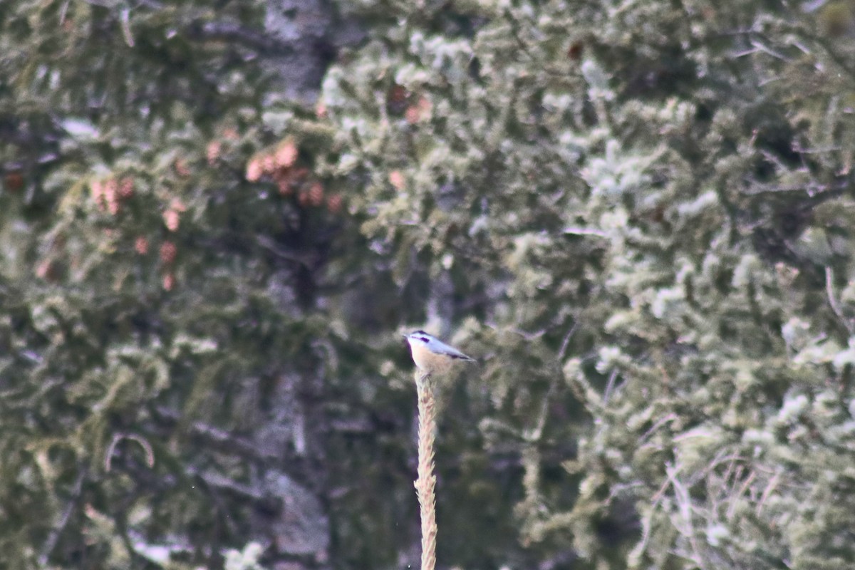 Sittelle à poitrine rousse - ML81424321