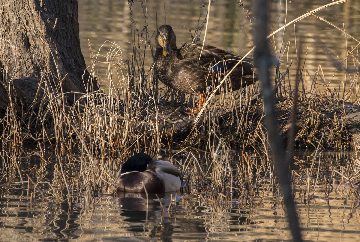 American Black Duck - ML81424821