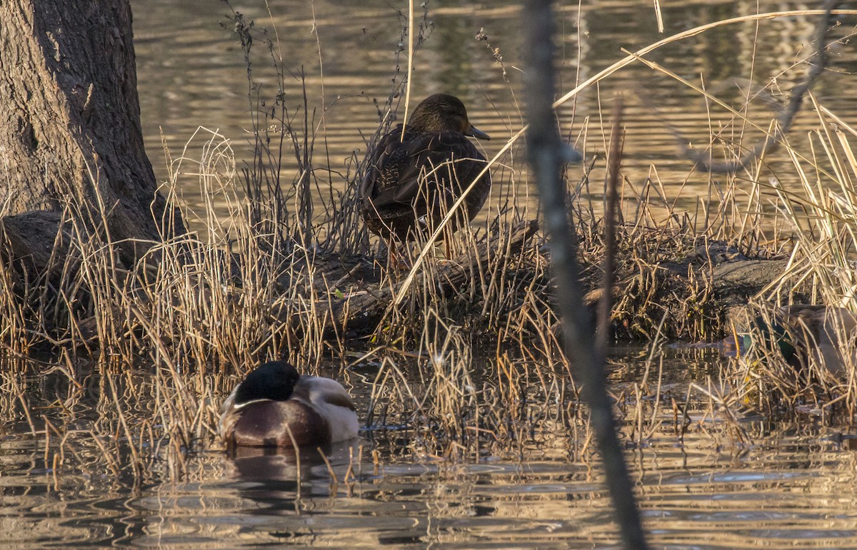 American Black Duck - ML81424831