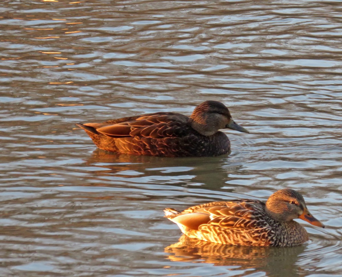 American Black Duck - ML81425631