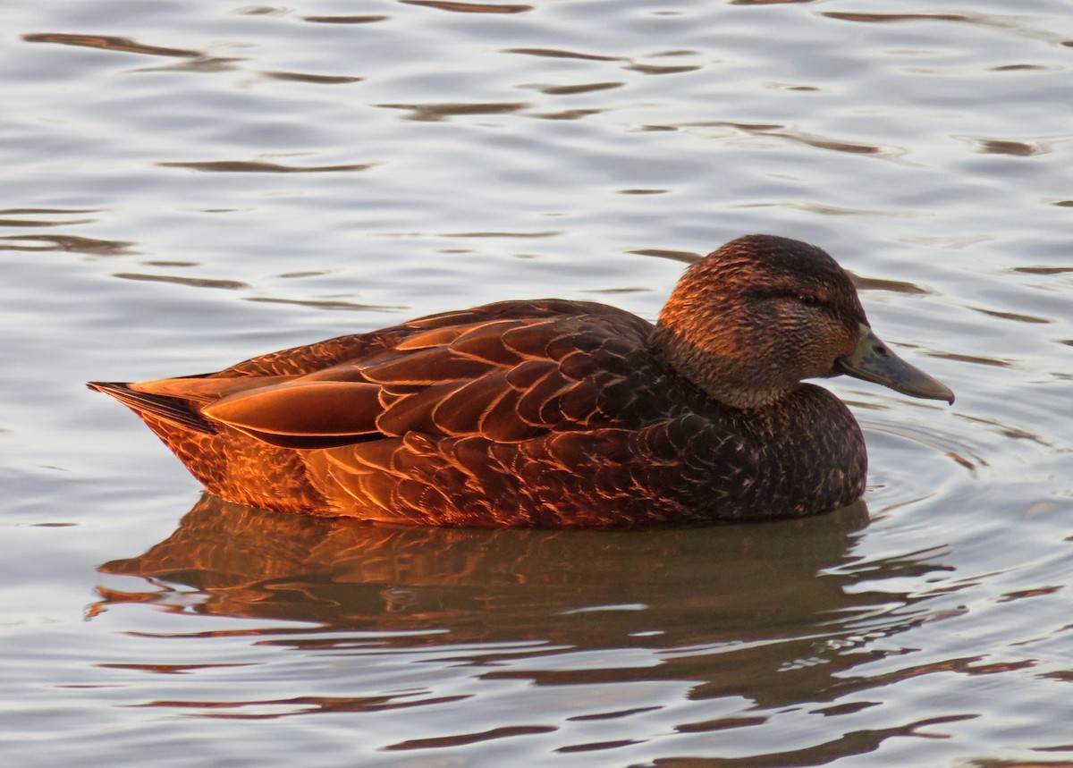 American Black Duck - Dylan Winkler