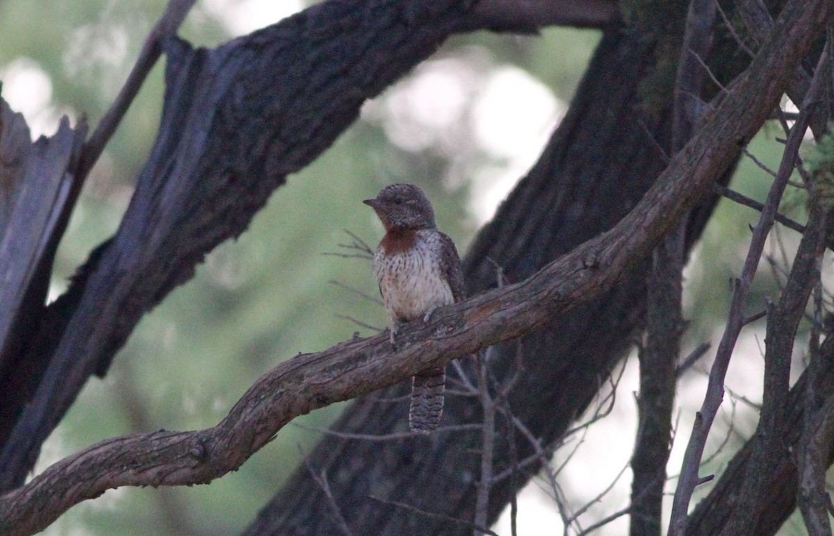 Red-throated Wryneck (Rufous-necked) - ML81426621