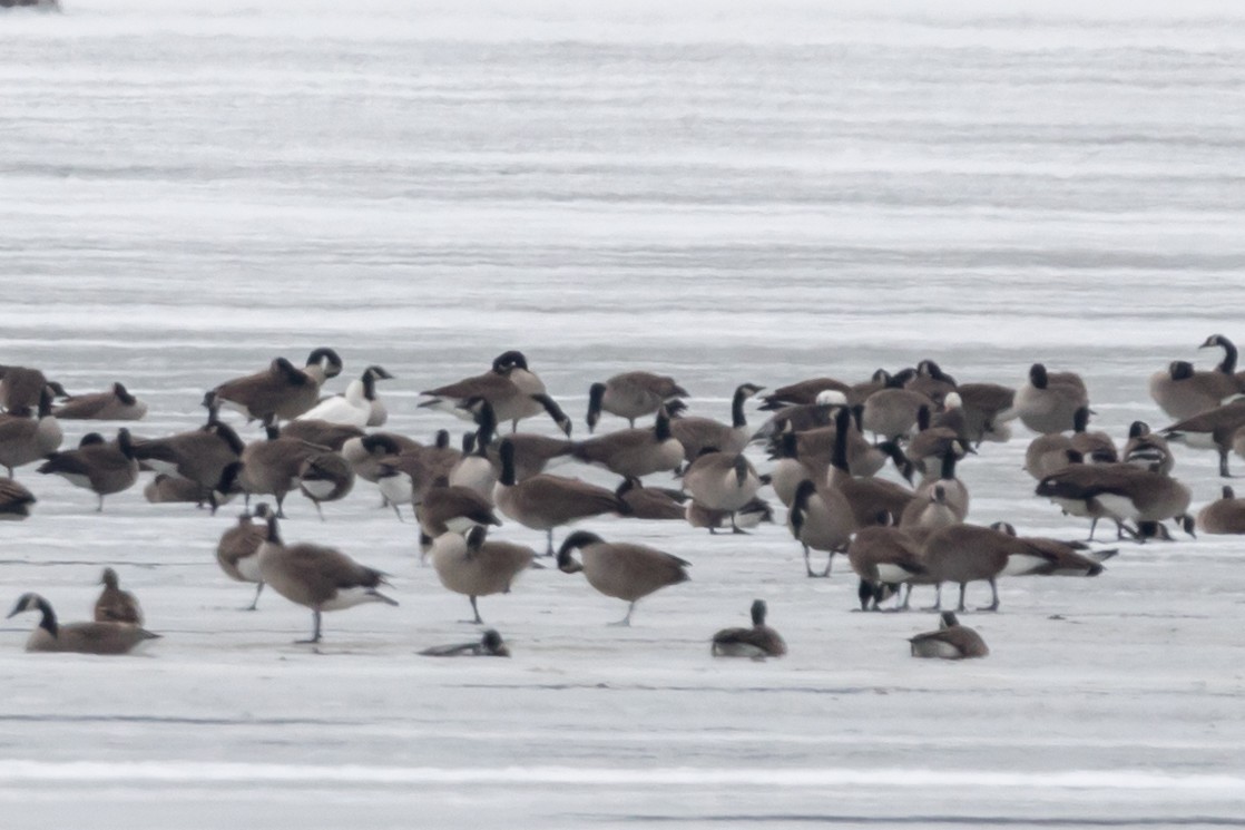 Snow Goose - ML81429151