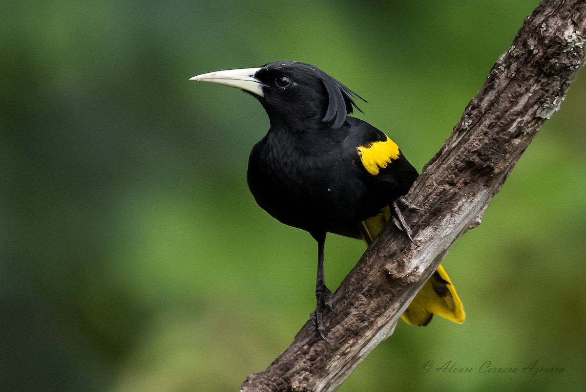 Yellow-winged Cacique - Alvaro Cervera