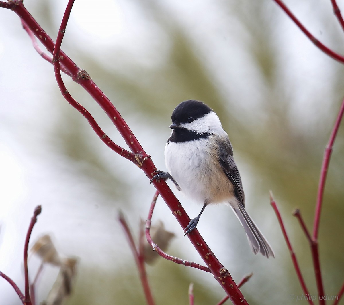 Black-capped Chickadee - ML81429841