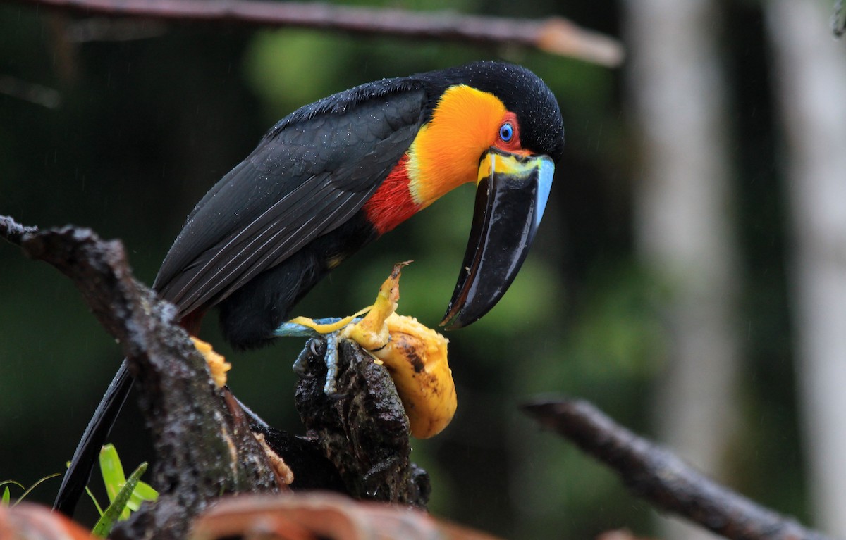 Channel-billed Toucan - ML81430751