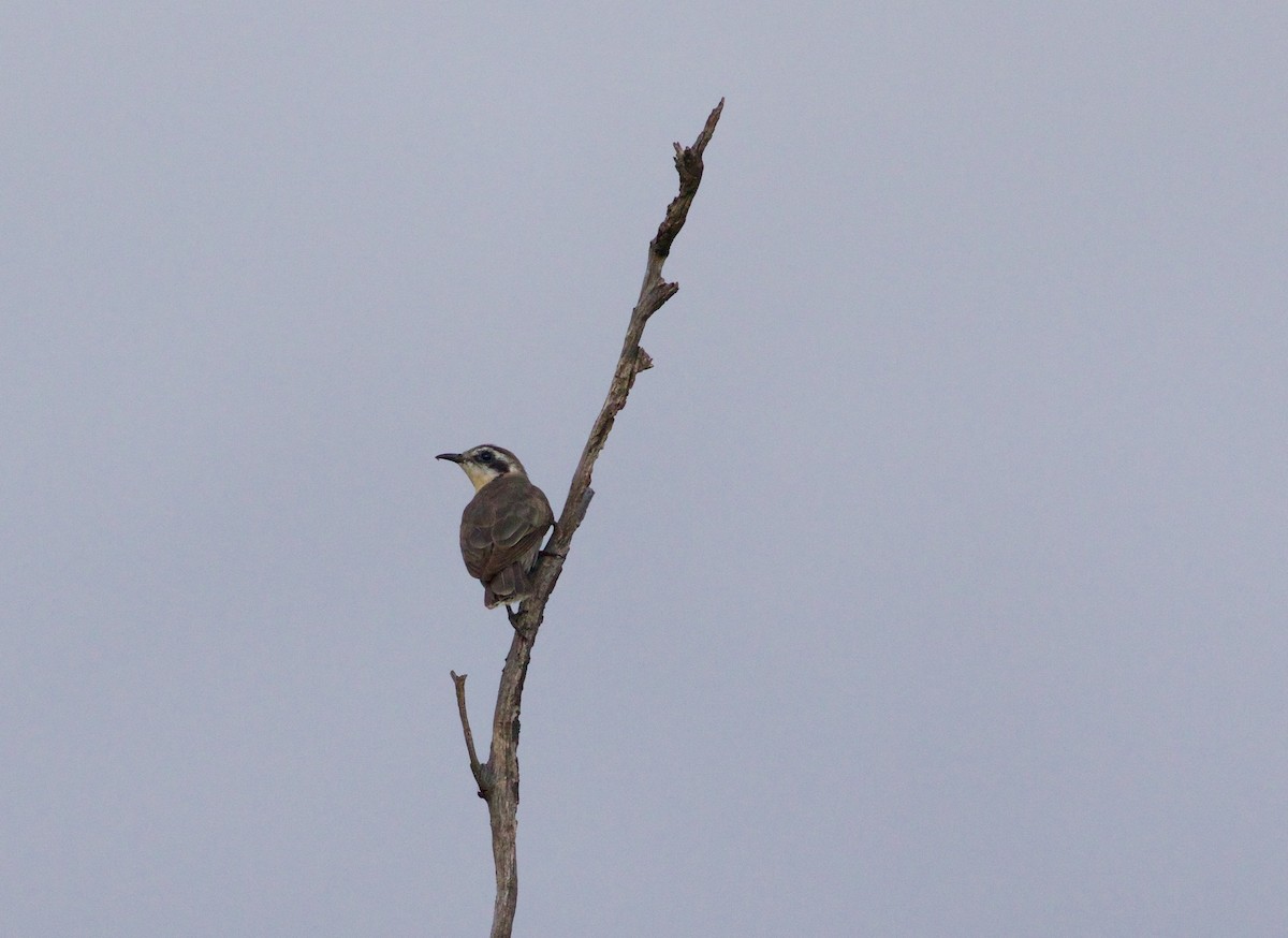 Black-eared Cuckoo - ML81430961