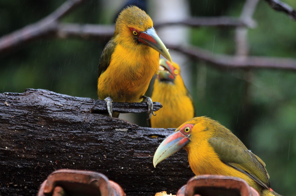 Saffron Toucanet - ML81431021