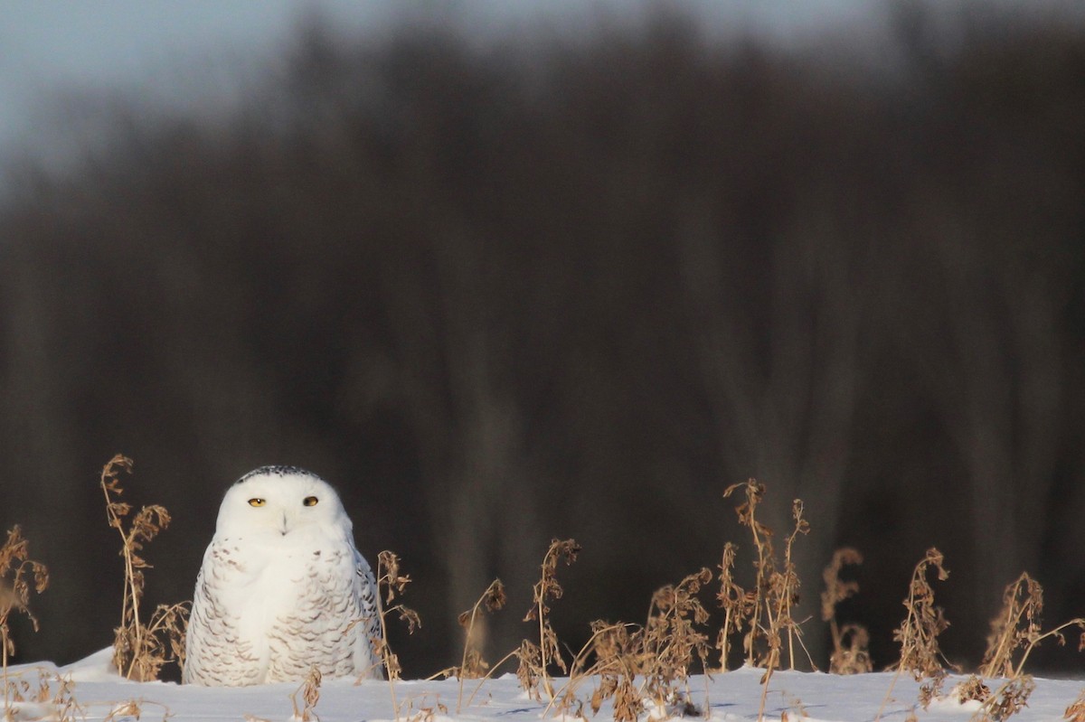 Snowy Owl - ML81431961
