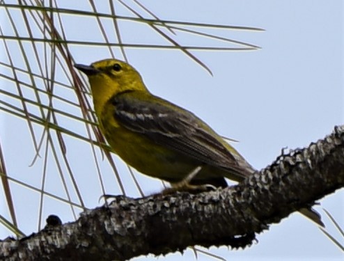 Pine Warbler - ML81432421