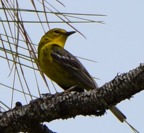 Pine Warbler - ML81432451