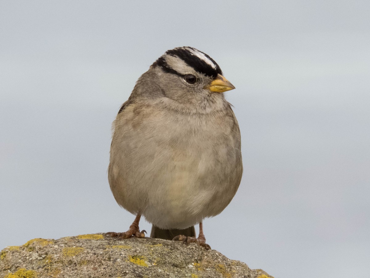 White-crowned Sparrow (pugetensis) - ML81432471