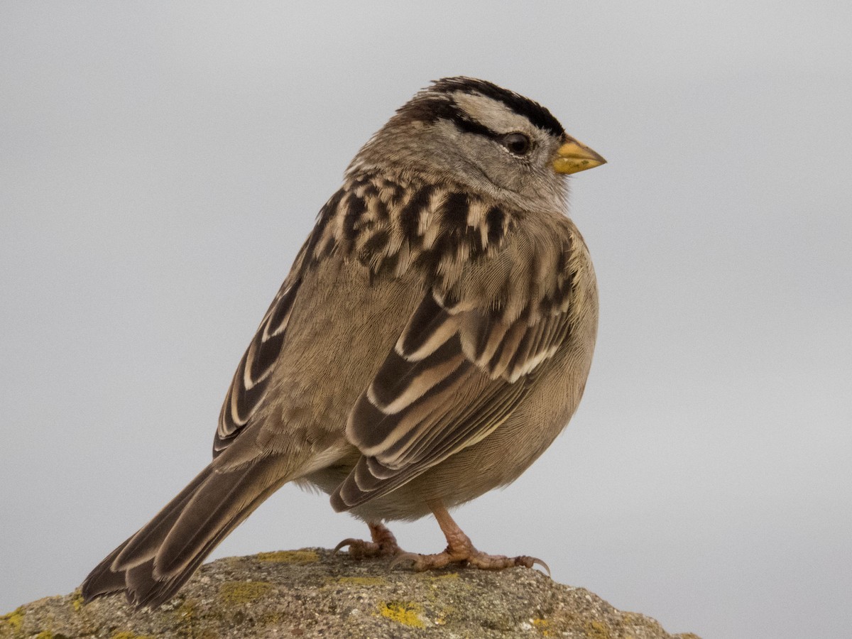 White-crowned Sparrow (pugetensis) - ML81432491