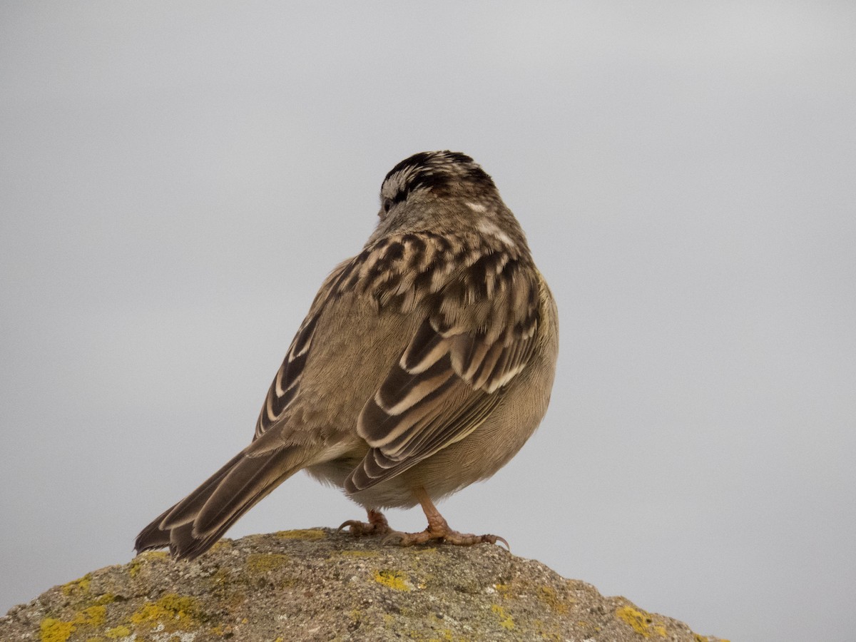 White-crowned Sparrow (pugetensis) - ML81432511