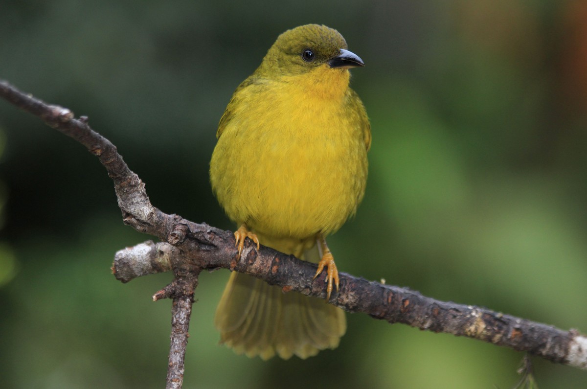 Olive-green Tanager - Lorena Patrício