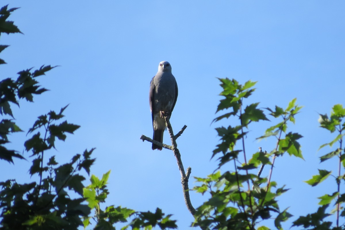 Mississippi Kite - ML81434471