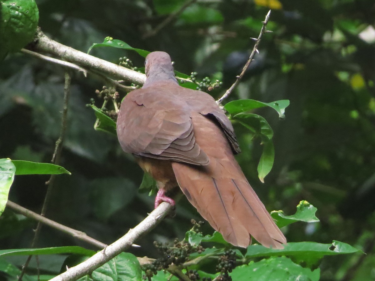 Brown Cuckoo-Dove - ML81434571