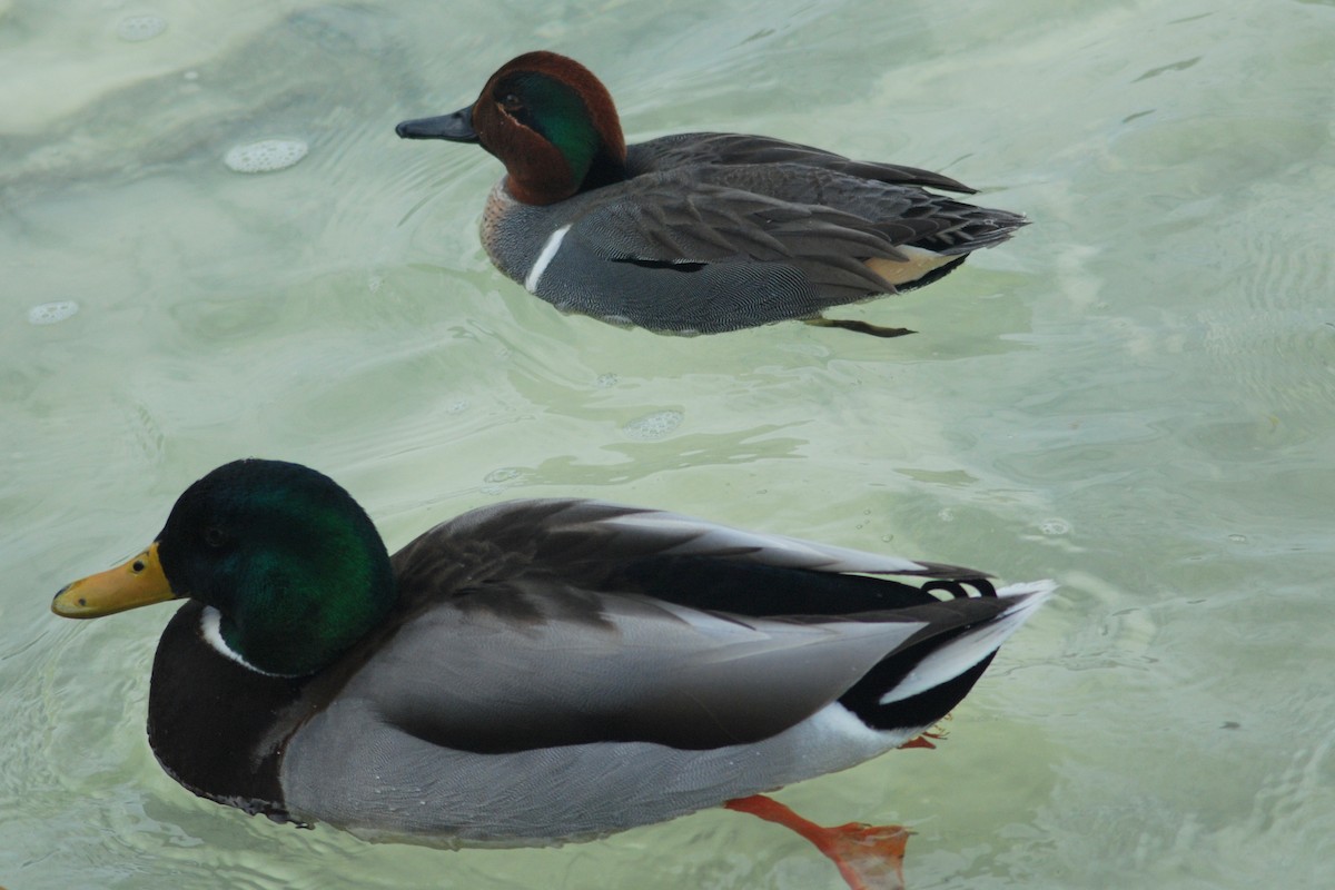 Green-winged Teal - ML81435171