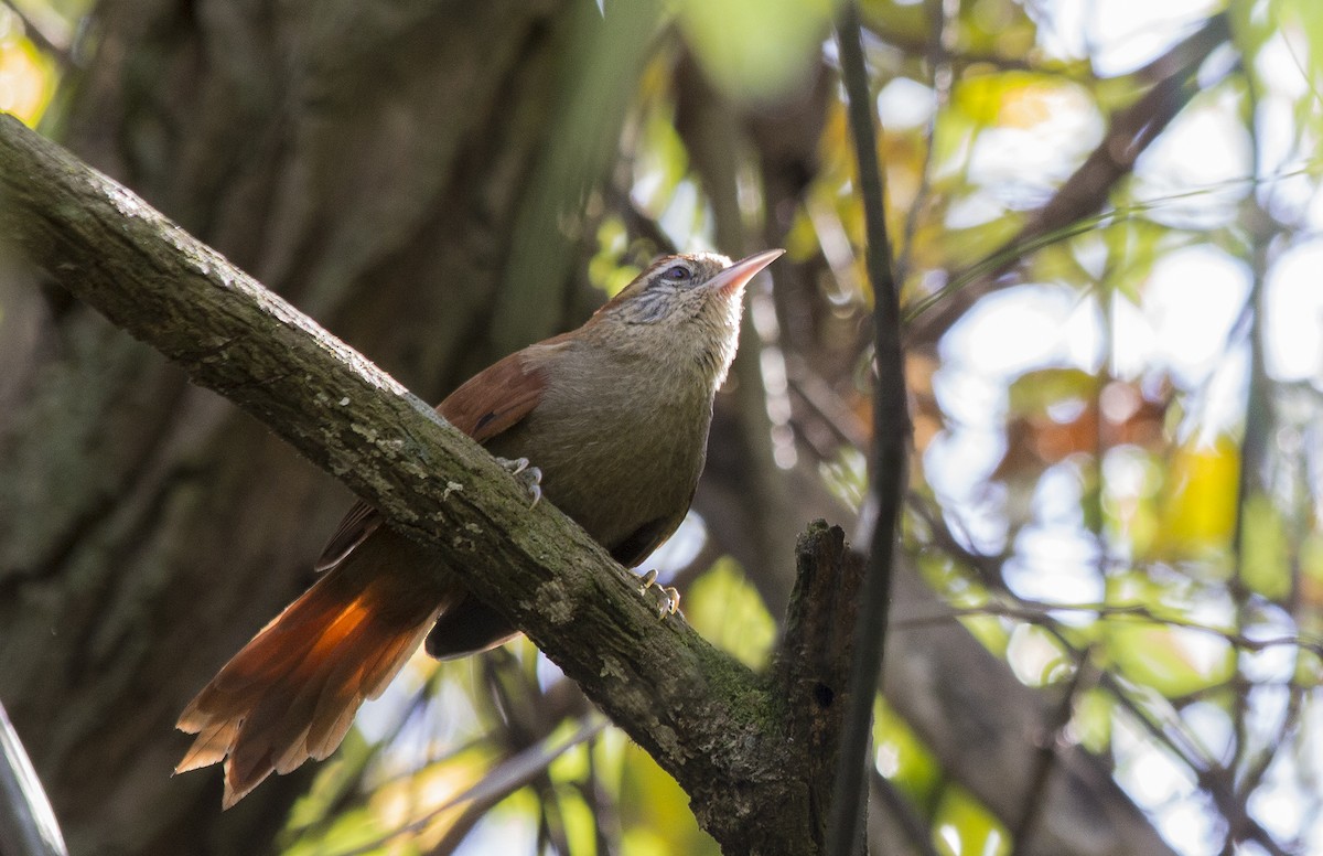 Rusty-backed Spinetail - Lorena Patrício