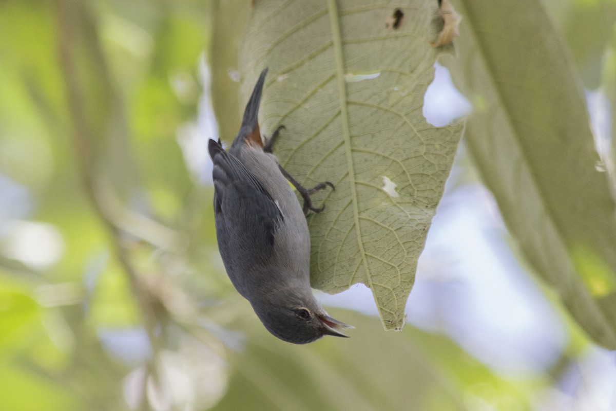 Chestnut-vented Conebill - Lorena Patrício