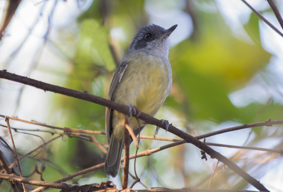 Plain Antvireo - Lorena Patrício