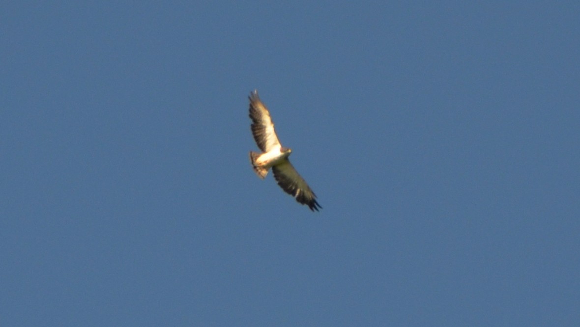 Short-tailed Hawk - Carlos Eduardo Agne