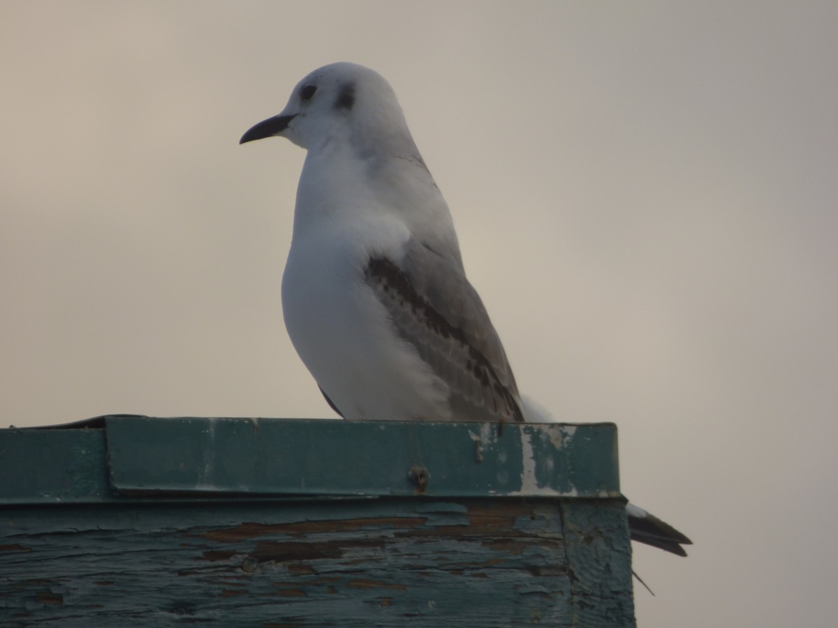 Mouette tridactyle - ML81437681