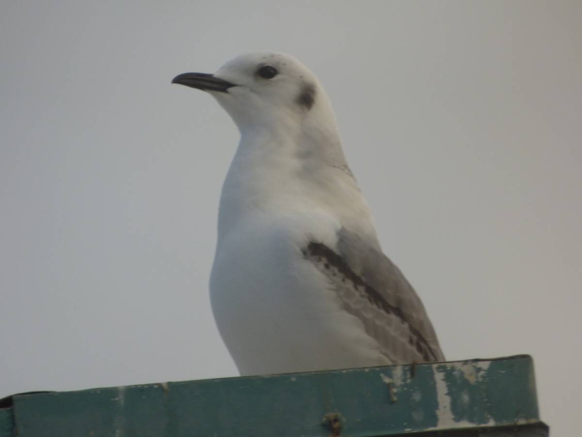 Mouette tridactyle - ML81437761