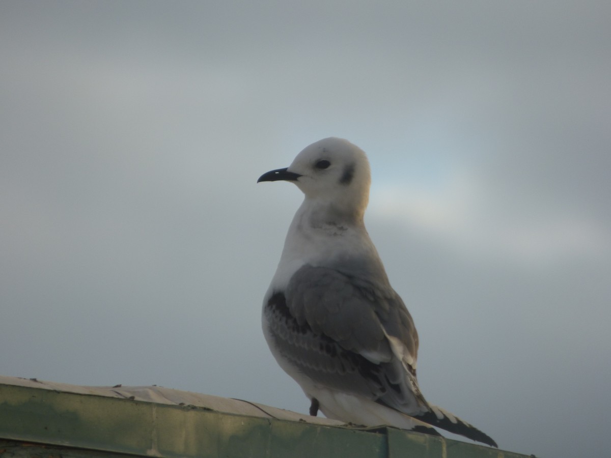 Mouette tridactyle - ML81437911