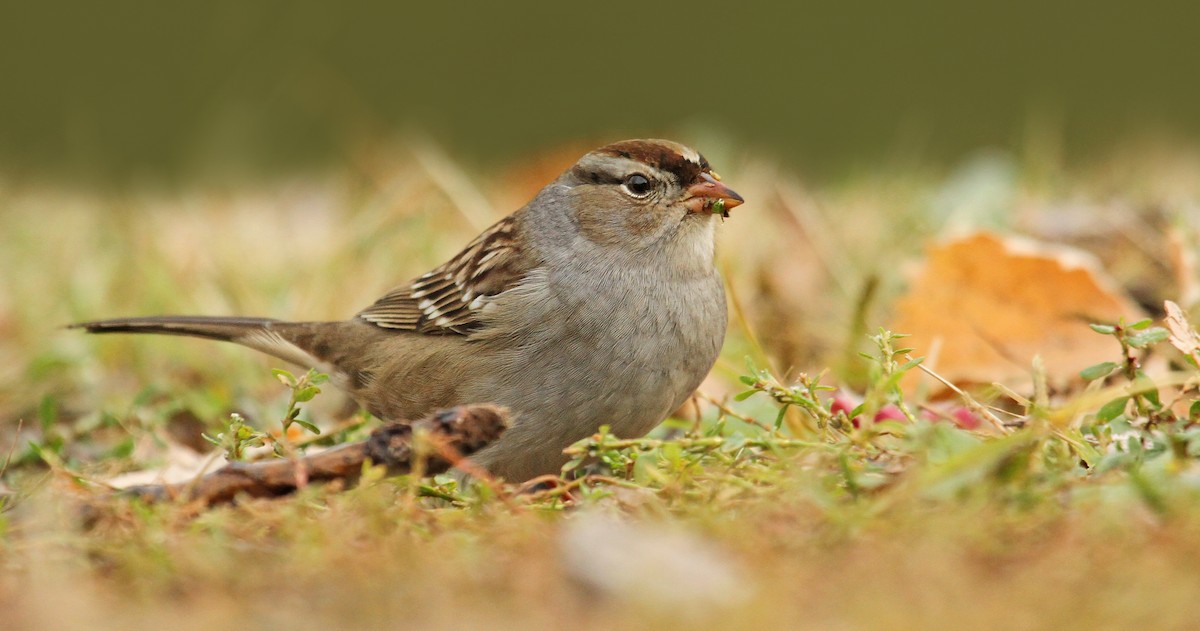 White-crowned Sparrow (leucophrys) - Ryan Schain